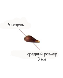 5 недель зернышко.jpg